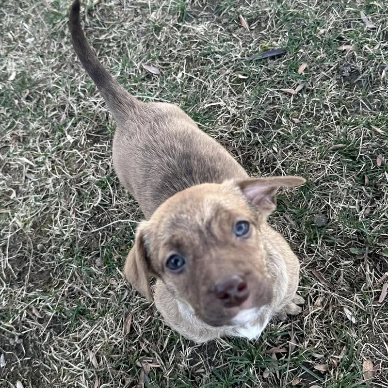 Nana's Border Terrier Mix thumbnail 5