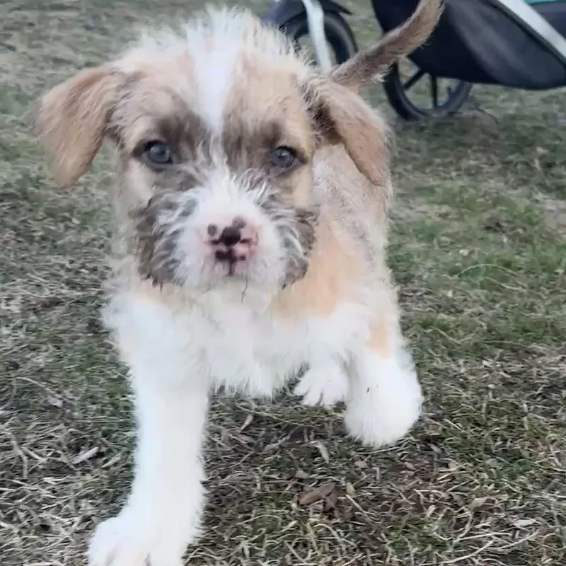 Nana's Border Terrier Mix thumbnail 6