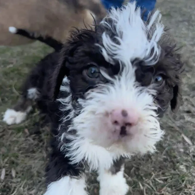 Nana's Border Terrier Mix
