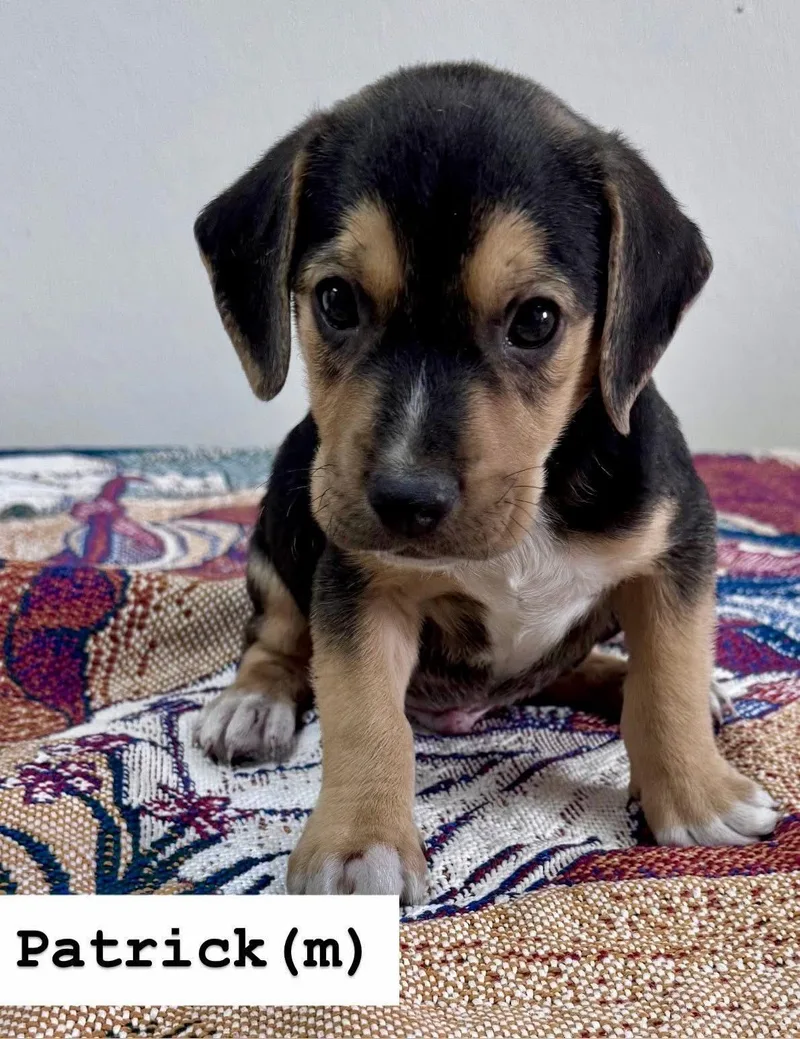 Patrick