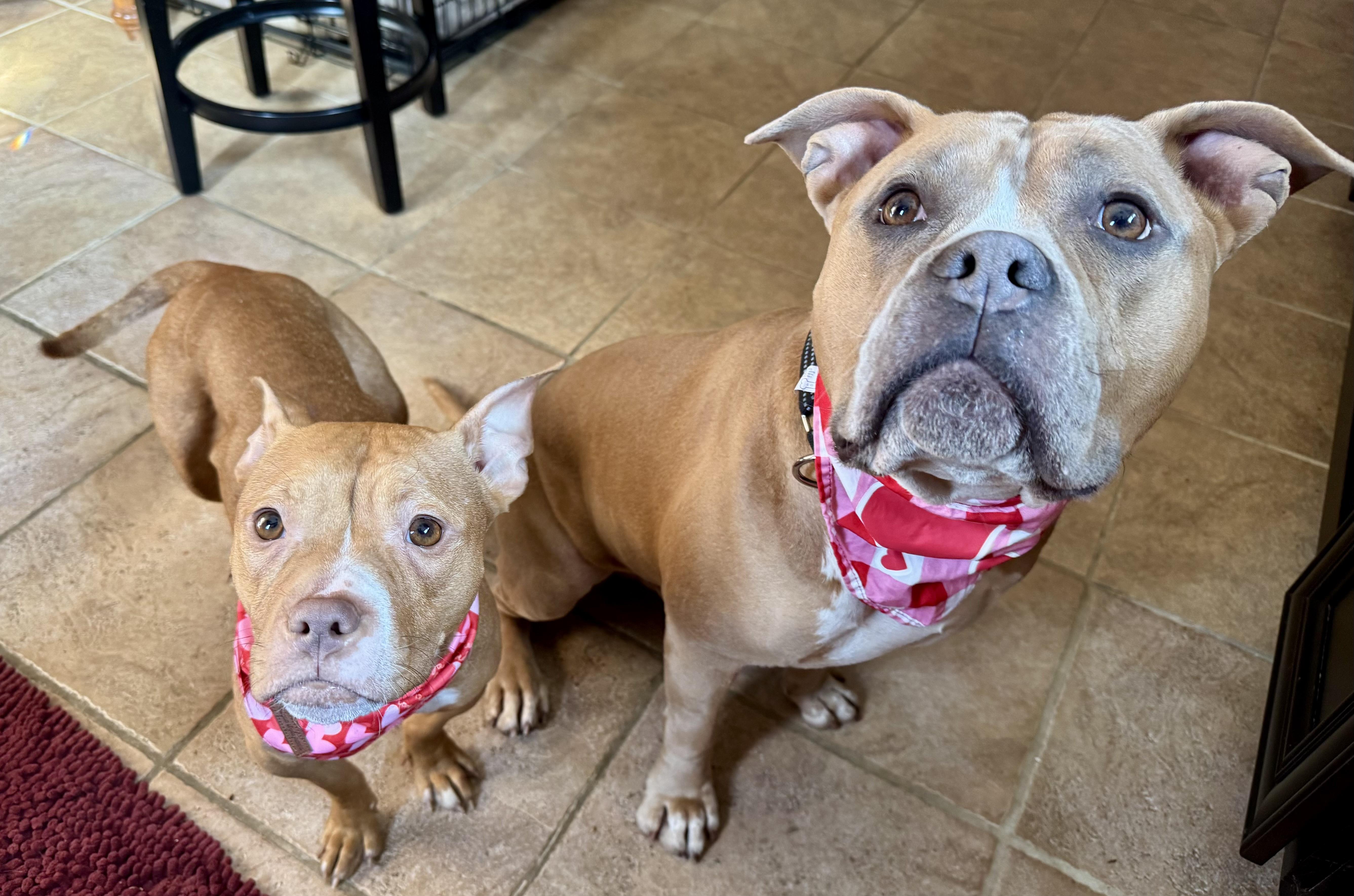 Penny The Mini  thumbnail 2