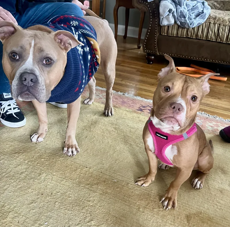 Penny The Mini  thumbnail 3