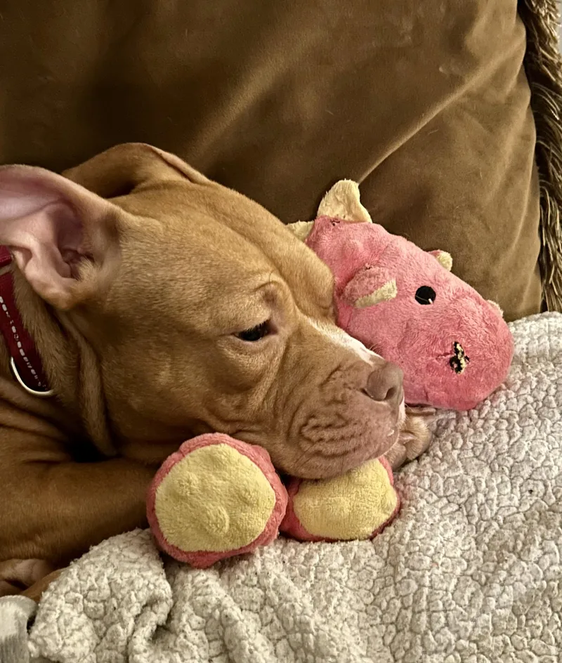 Penny The Mini  thumbnail 4