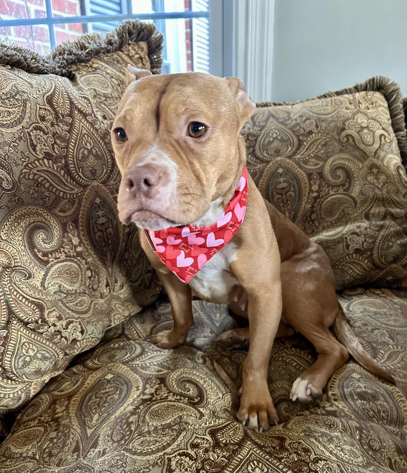 Penny The Mini  thumbnail 5