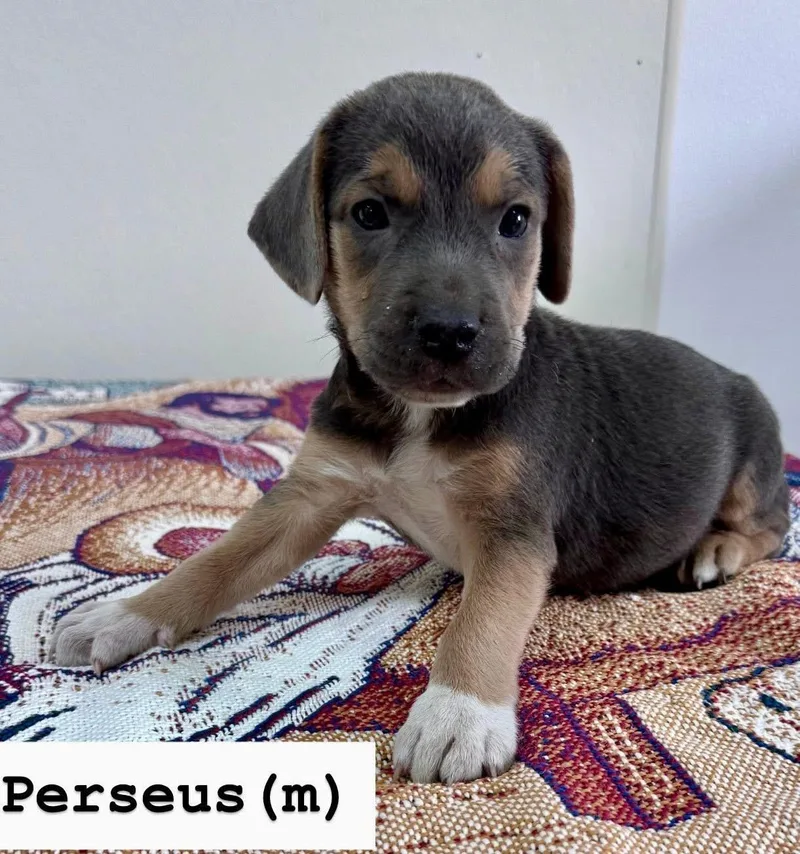 Perseus