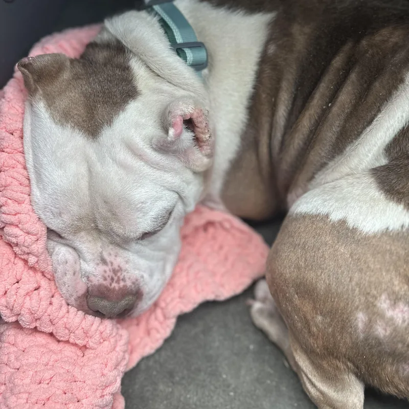 Marshmallow Frost The Microbully thumbnail 2