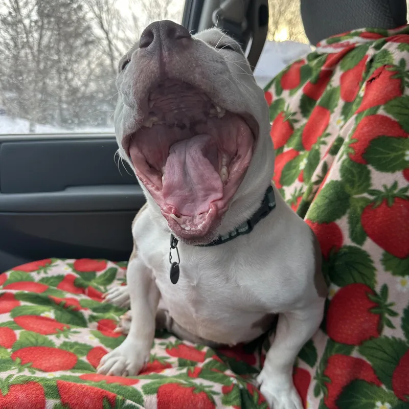 Marshmallow Frost The Microbully