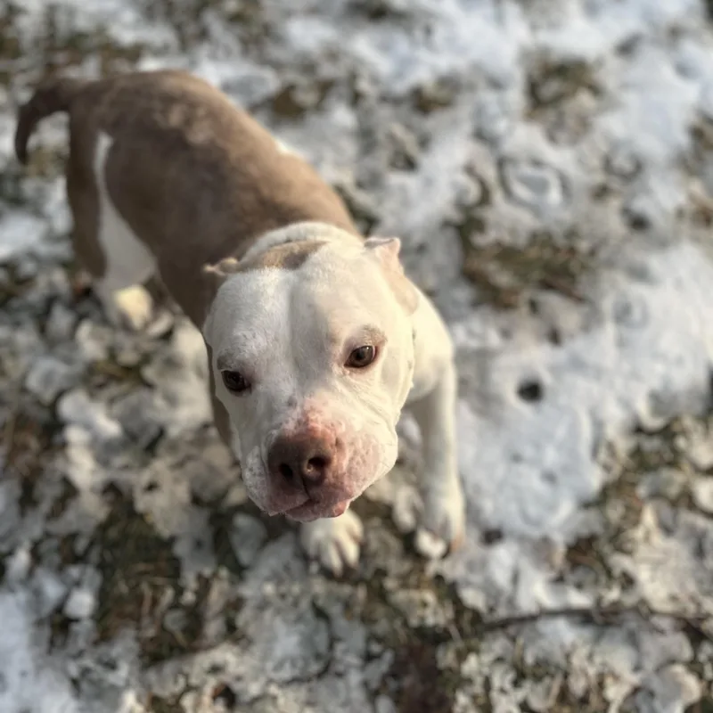 Marshmallow Frost The Microbully thumbnail 4