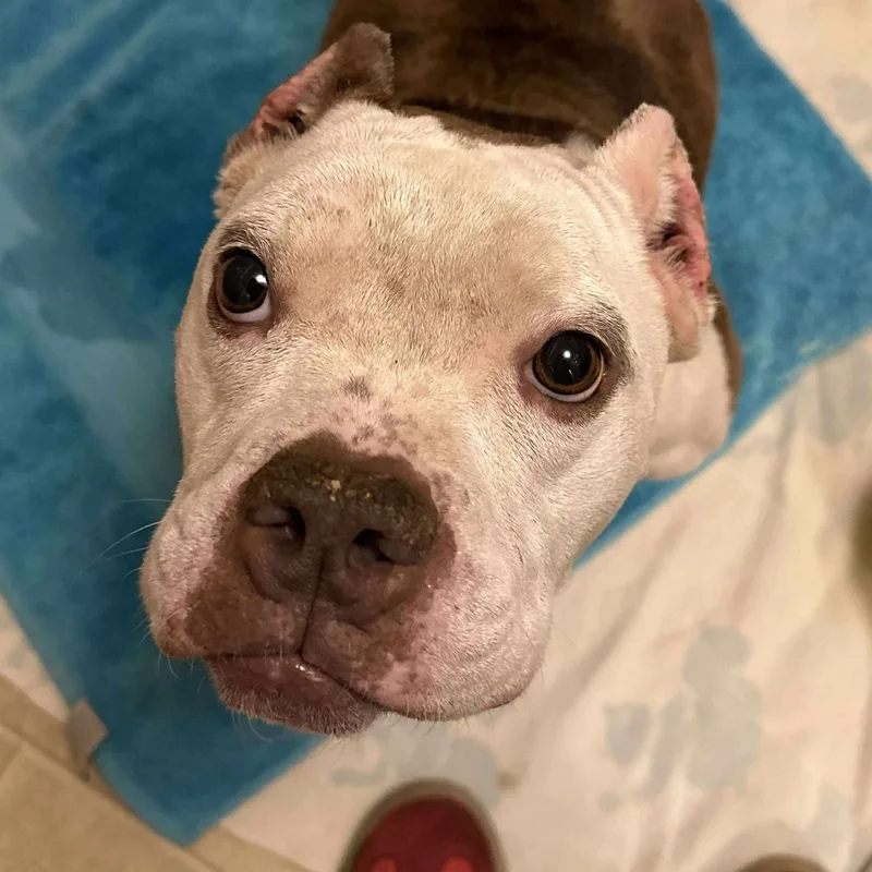 Marshmallow Frost The Microbully thumbnail 5