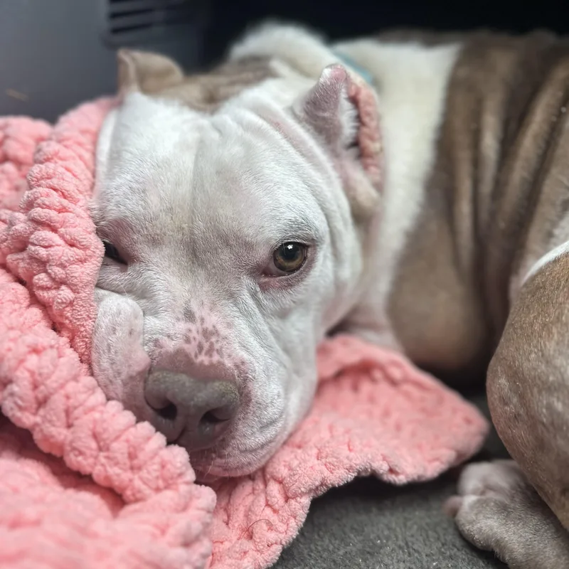 Marshmallow Frost The Microbully thumbnail 6