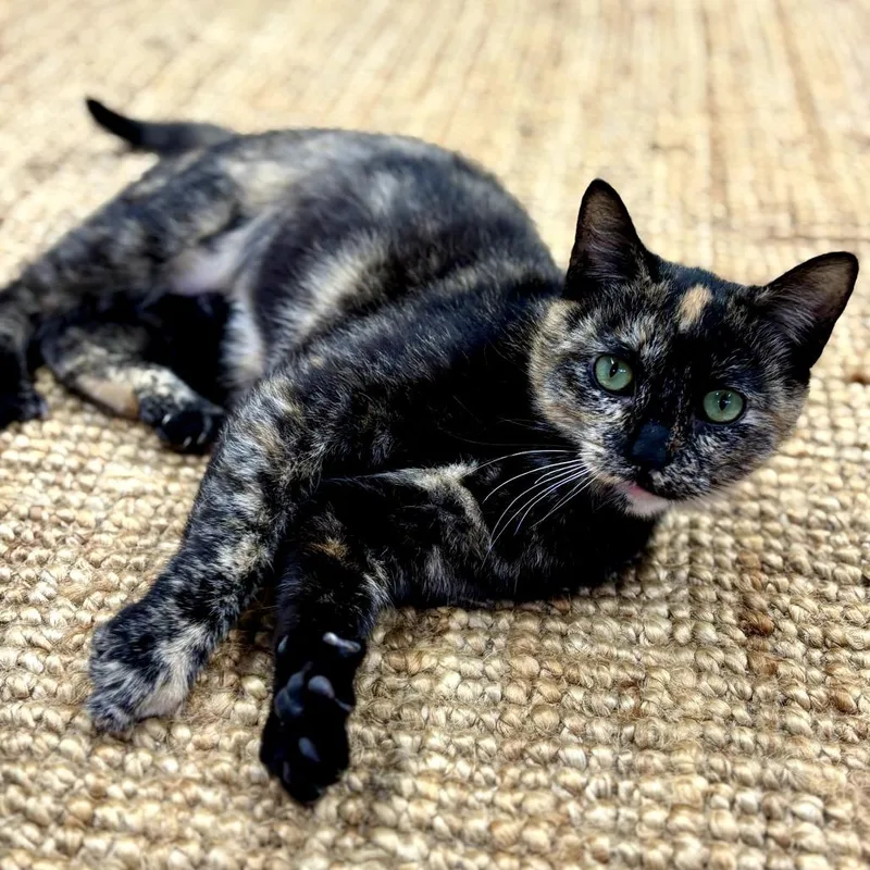 Master Oogway thumbnail 2