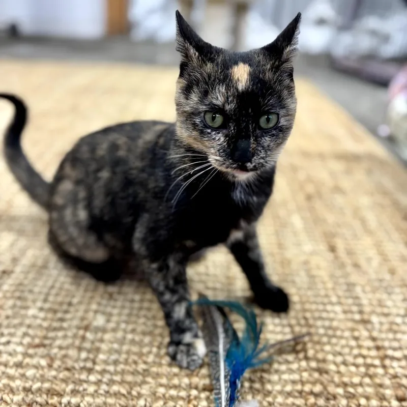 Master Oogway thumbnail 3