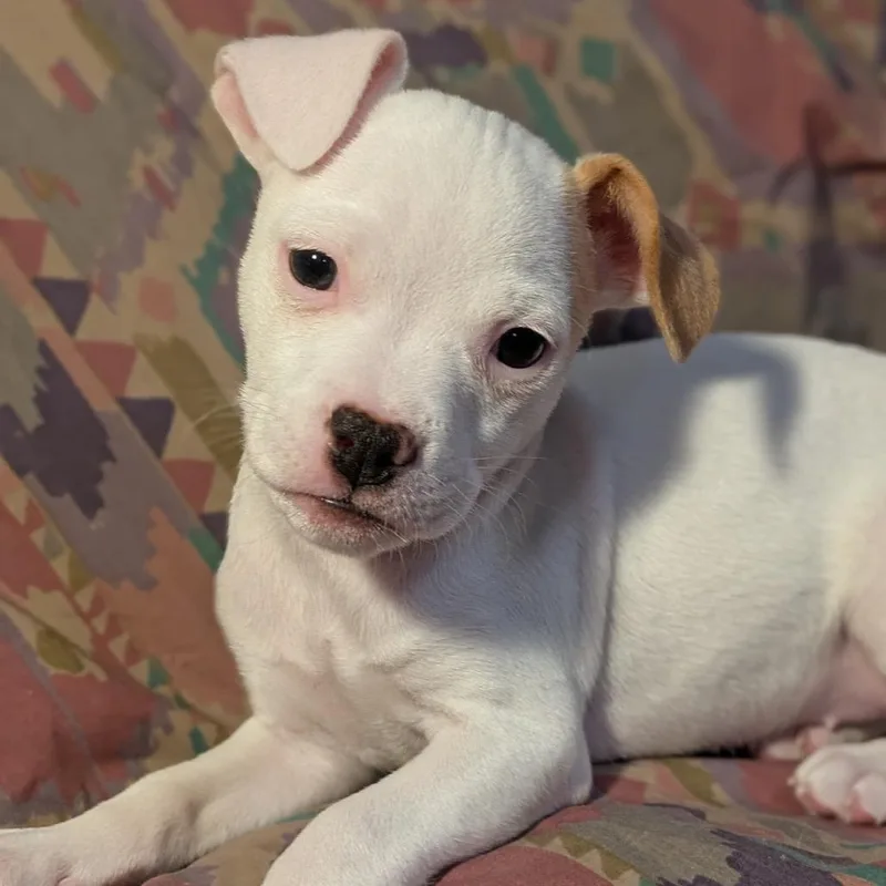 Magnolia thumbnail 2