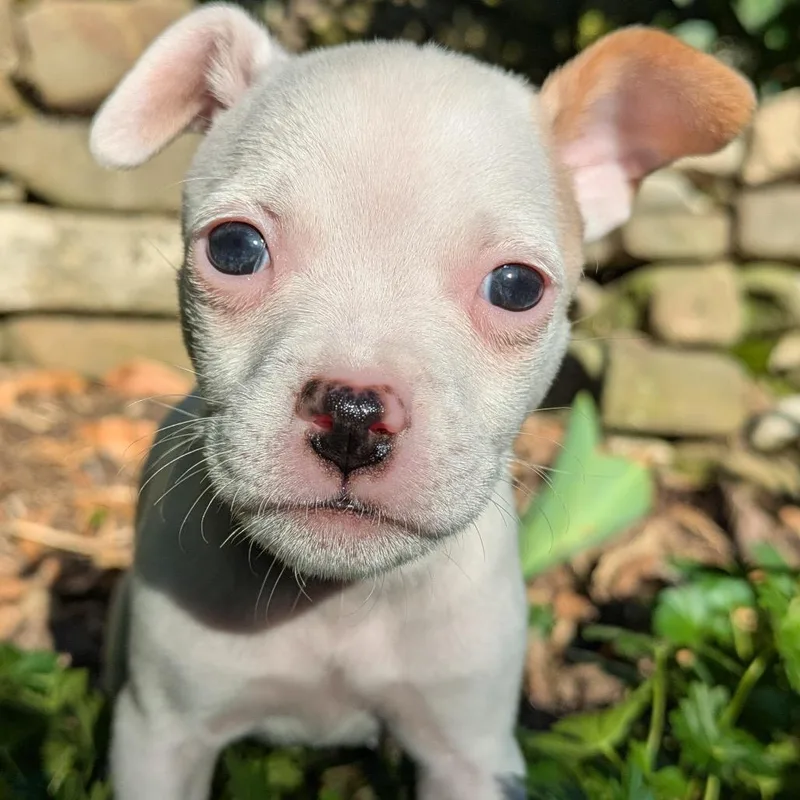 Magnolia thumbnail 3