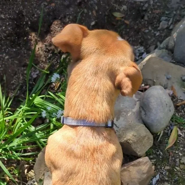 Mama Willow thumbnail 2