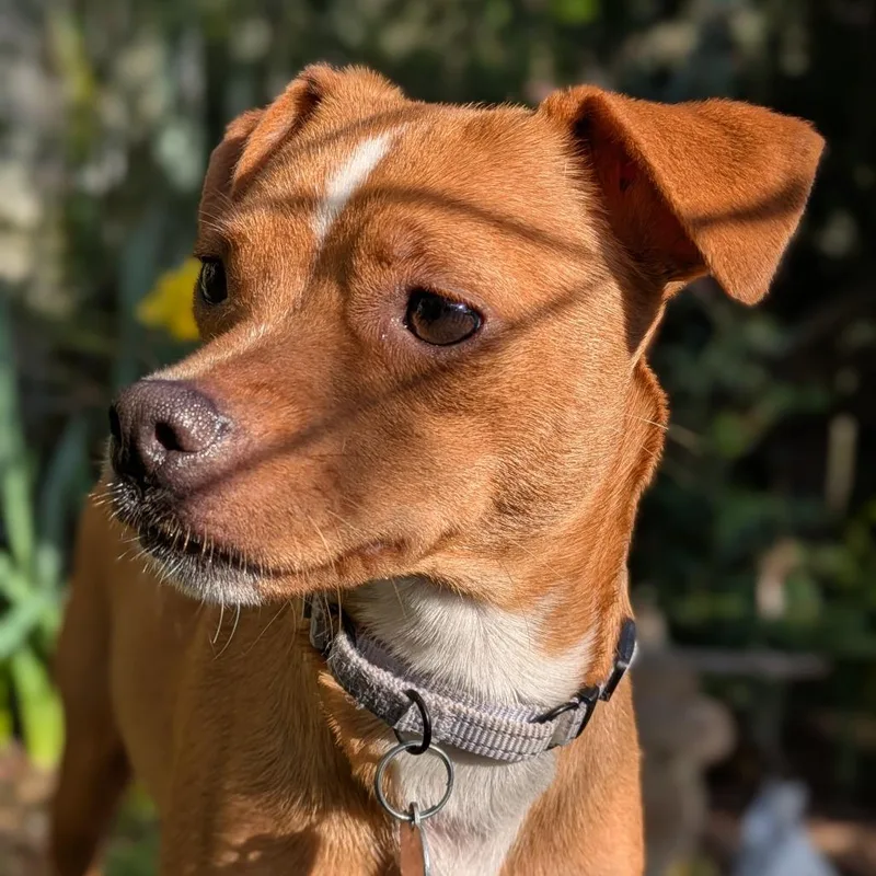 Mama Willow thumbnail 3