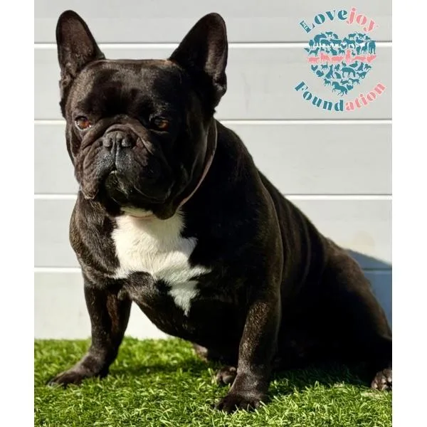 Pierre Coh thumbnail 2