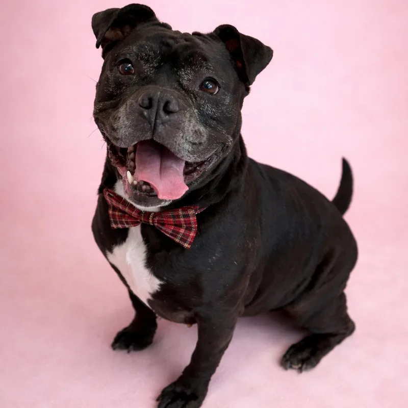 Gertrude thumbnail 2