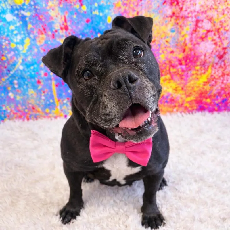 Gertrude thumbnail 3