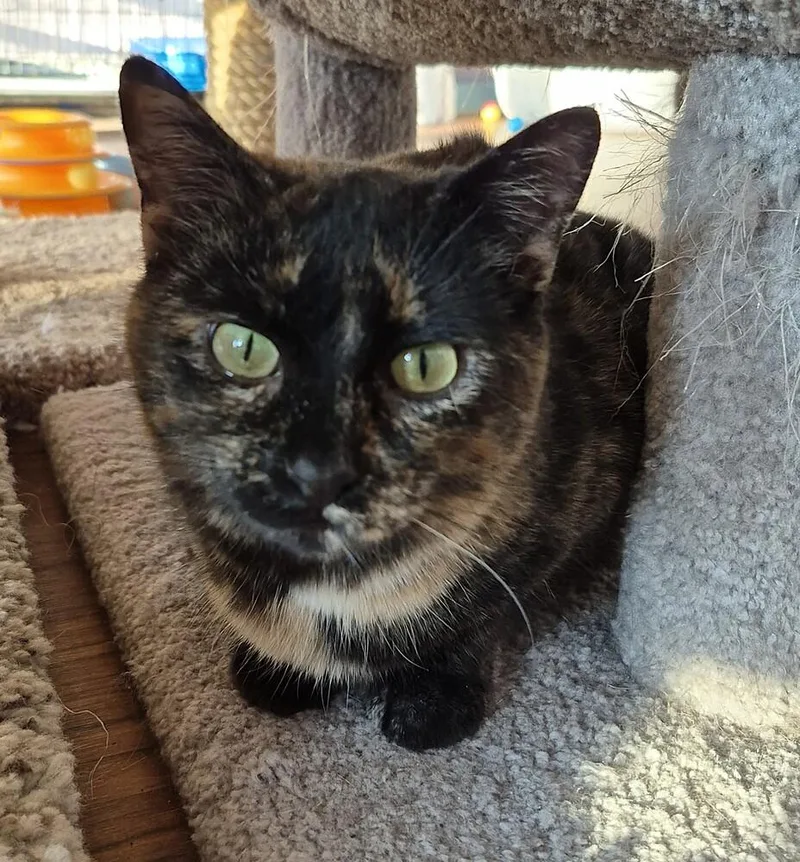 Gingerbread thumbnail 2