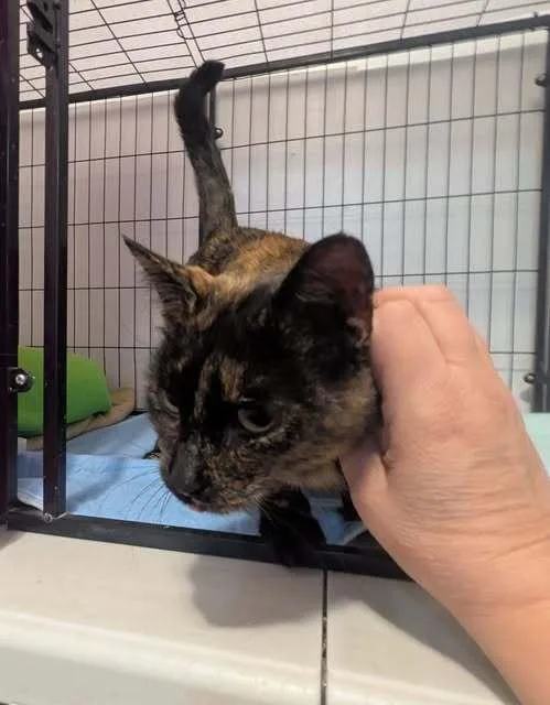 Gingerbread thumbnail 3