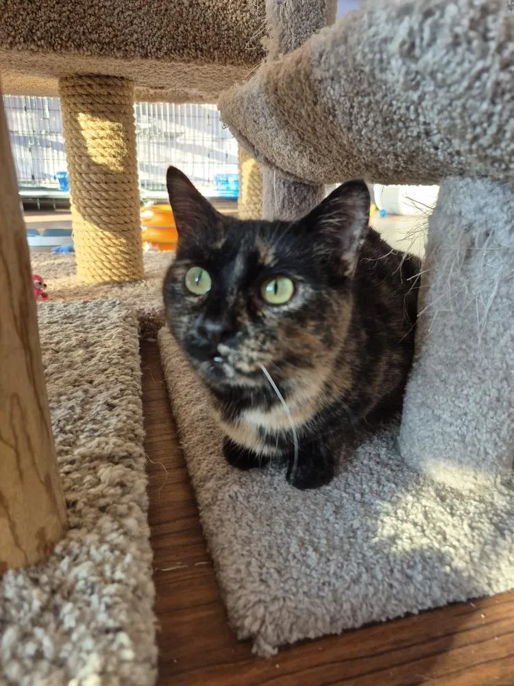 Gingerbread thumbnail 4