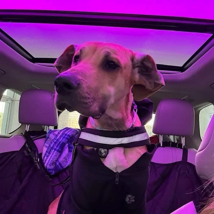 Hamantha thumbnail 2