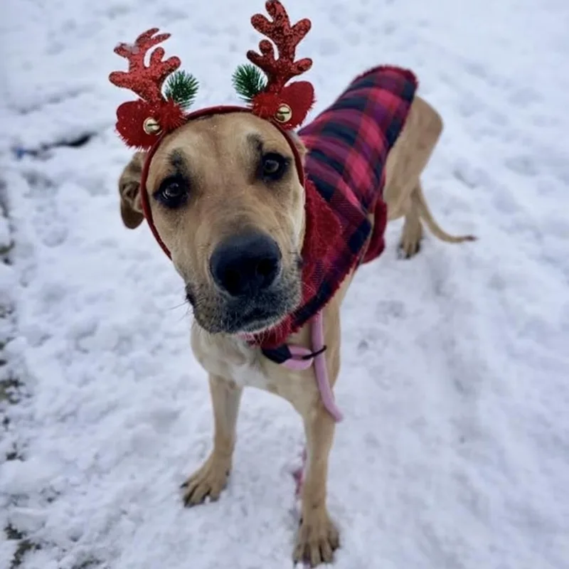 Hamantha thumbnail 3