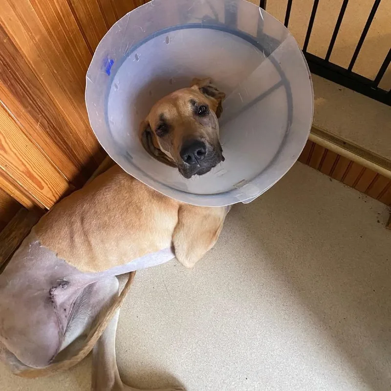 Hamantha thumbnail 4