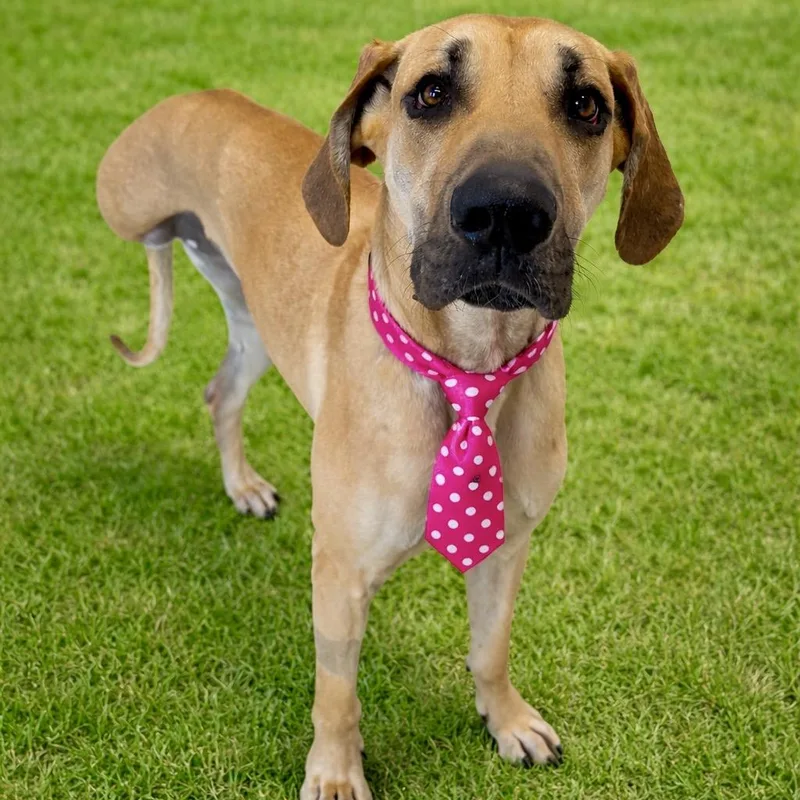 Hamantha thumbnail 5