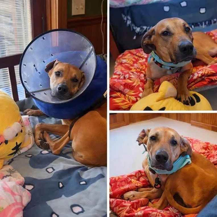 Hamantha thumbnail 6