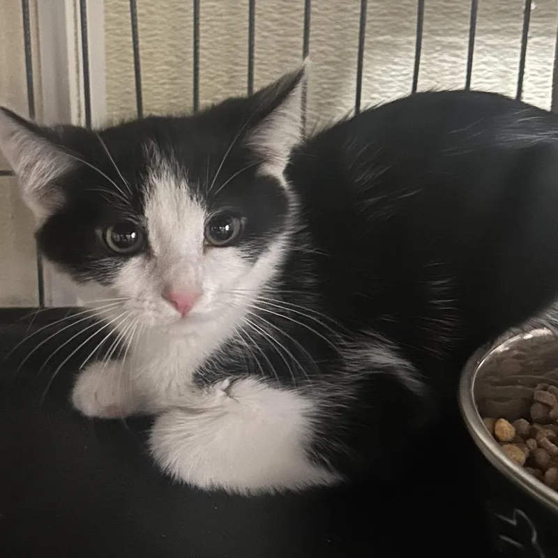 Nessarose thumbnail 2