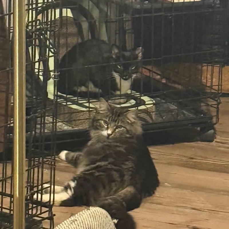 Margo Working Cat thumbnail 2