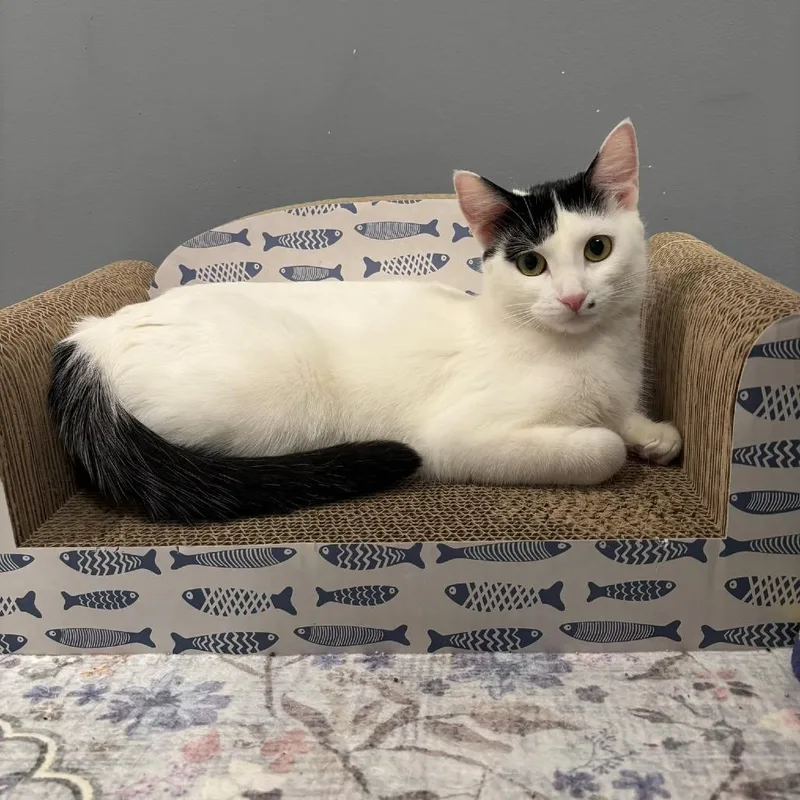 Marilyn Monroe thumbnail 2