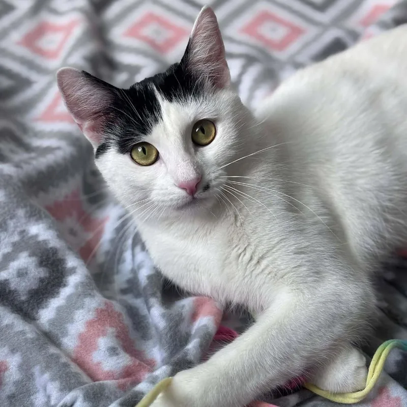 Marilyn Monroe thumbnail 3