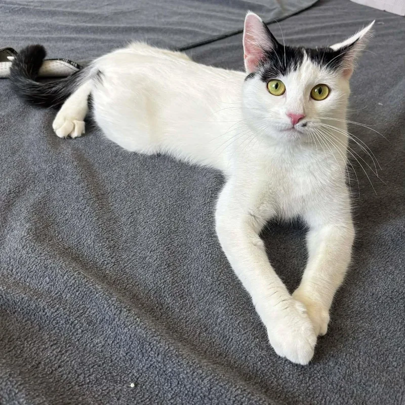 Marilyn Monroe thumbnail 4