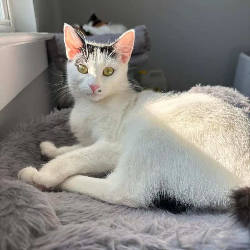 Marilyn Monroe thumbnail 5