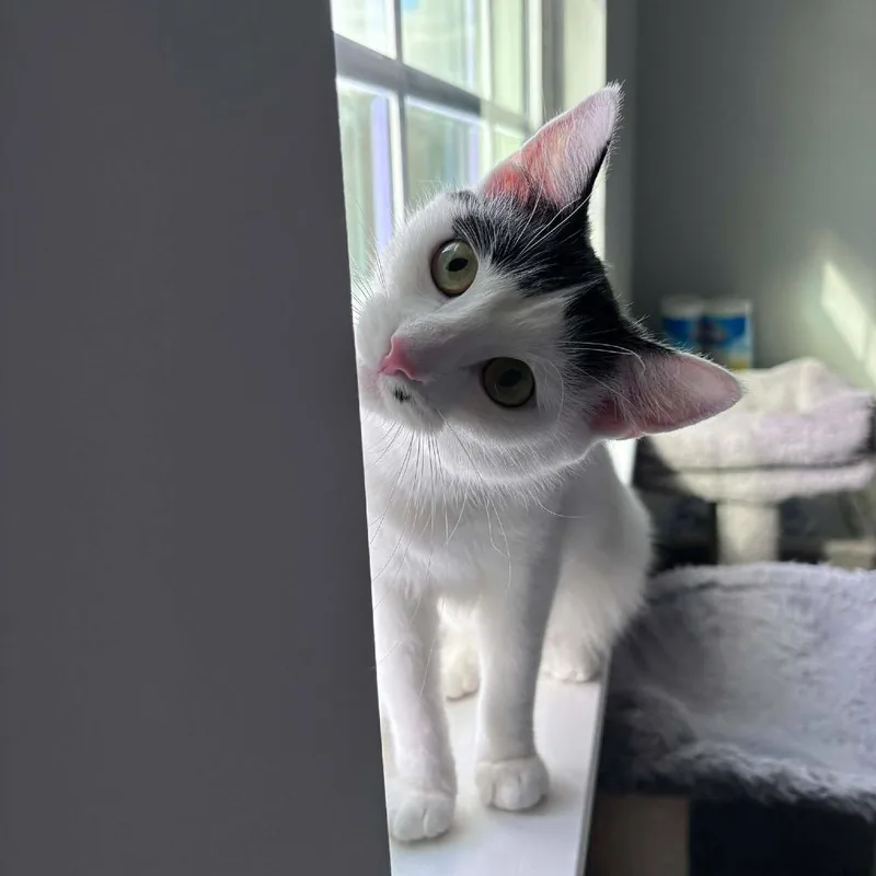 Marilyn Monroe thumbnail 6