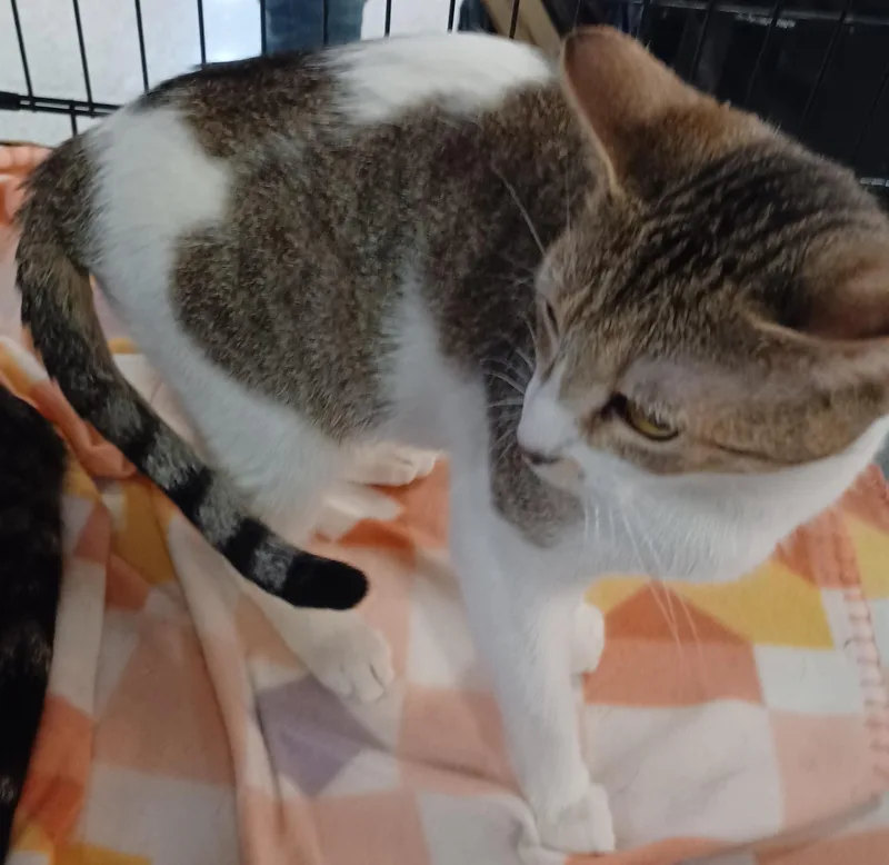 Honeycrisp thumbnail 2