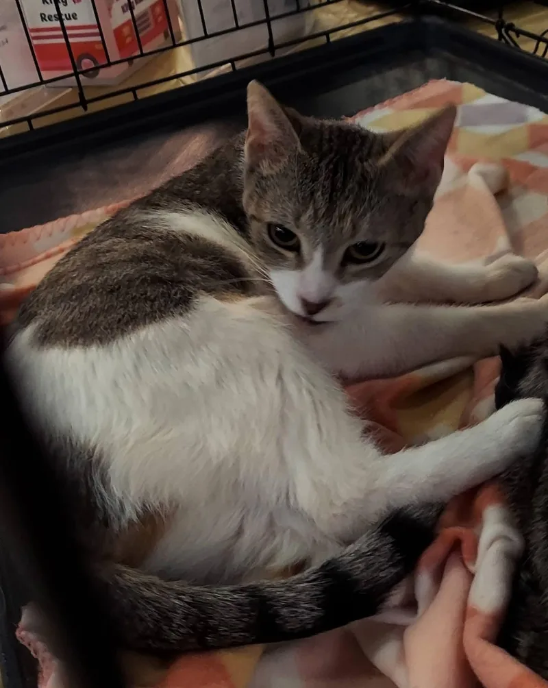 Honeycrisp thumbnail 3