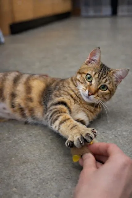 Cinnabun thumbnail 3