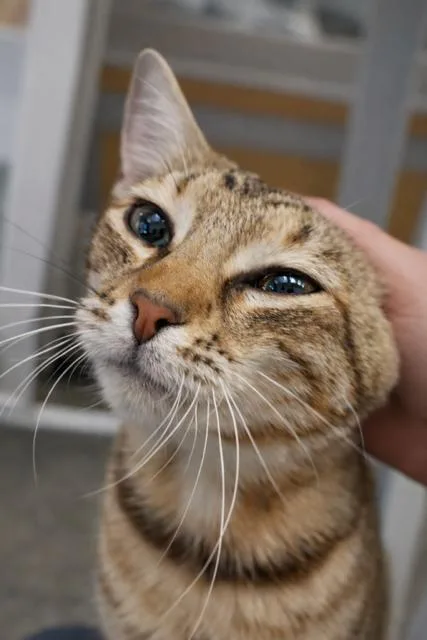 Cinnabun thumbnail 5