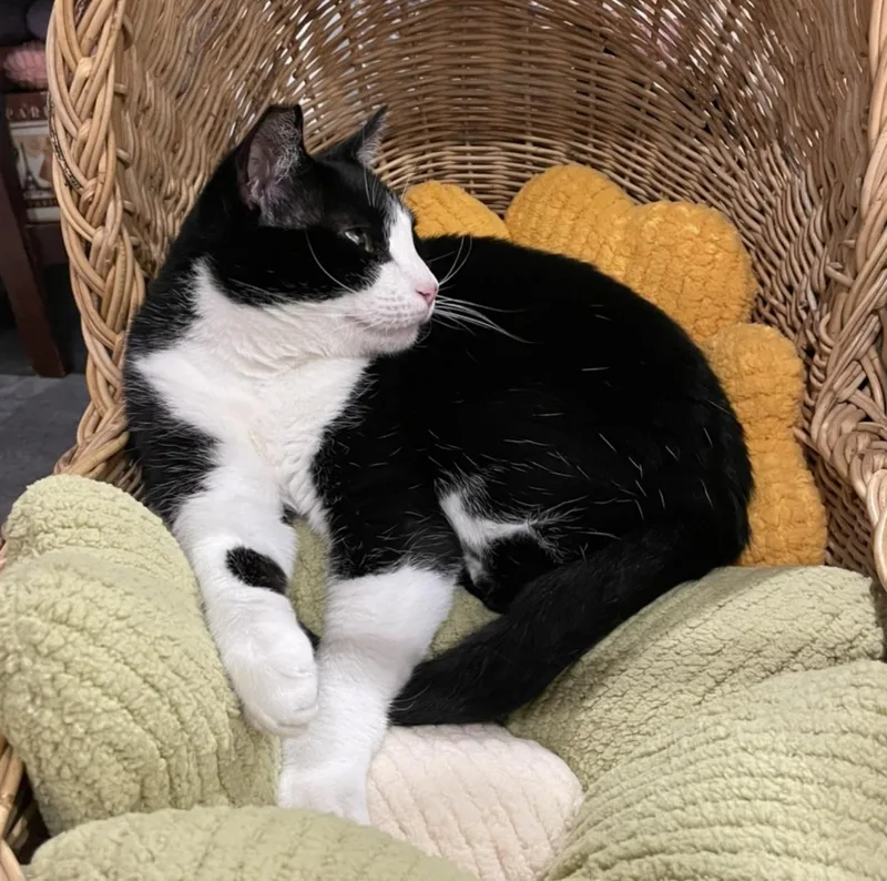 Coco Leche thumbnail 2