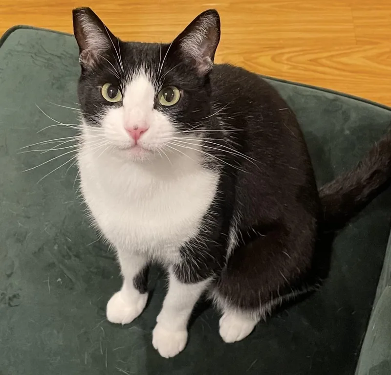 Coco Leche thumbnail 3