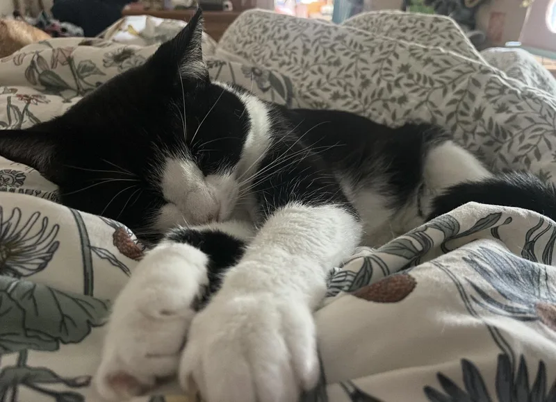 Coco Leche thumbnail 4