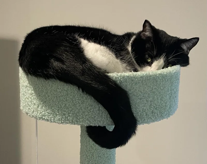 Coco Leche thumbnail 5