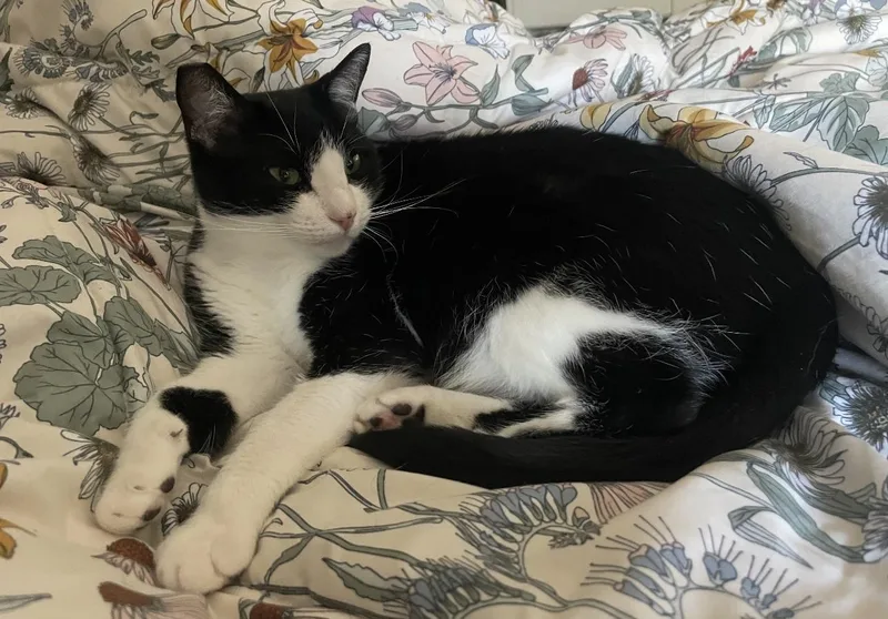 Coco Leche thumbnail 6