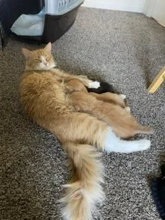 Dutchess thumbnail 2