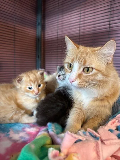 Dutchess thumbnail 3