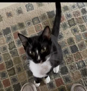 Bulbasaur thumbnail 2